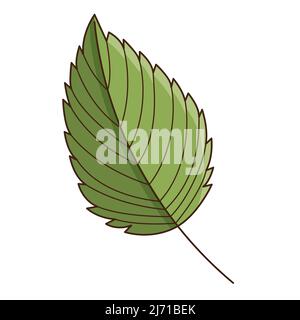 Grünes Birkenblatt. Botanisches, pflanzliches Designelement mit Umriss. Zeit des Sommers, Herbst. Doodle, handgezeichnet. Flaches Design. Darstellung von Farbvektoren. Ist Stock Vektor