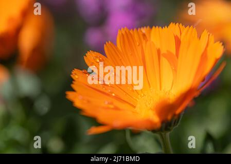 Pot Marigold (Calendula officinalis - Asteraceae) mit einigen Regentropfen nach einem Gewitter, auf verschwommenem Hintergrund. Orange blühende Heilpflanze. Stockfoto