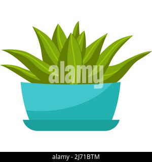 Zimmerpflanze, Aloe Vera in einem blauen Blumentopf. Home Sukkkulent. Vektorgrafik im flachen Cartoon-Stil, isoliert auf weißem Hintergrund Stock Vektor