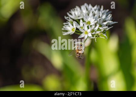 Eine Honigbiene (APIs mellifera), die Pollen aus einer wunderschönen Bärlauch-Blüte (Allium ursinum) sammelt. Stockfoto