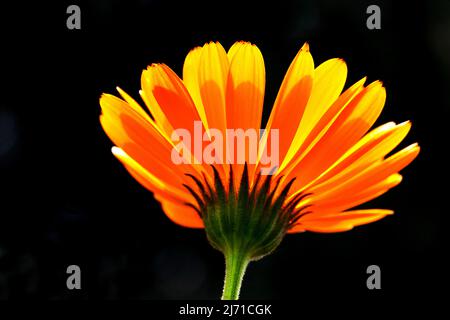 Orangefarbene Gerbera-Gänseblümchen mit Hintergrundbeleuchtung. Stockfoto