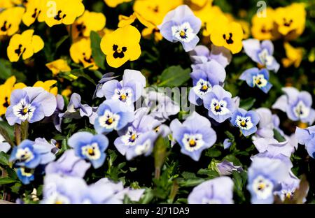 05. Mai 2022, Niedersachsen, Verden: In einem Blumenbeet in der Innenstadt blühen farblich unterschiedliche Stiefmütterchen. Foto: Hauke-Christian Dittrich/dpa Stockfoto