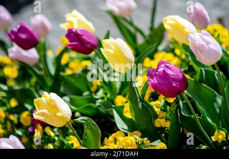 05. Mai 2022, Niedersachsen, Verden: Tulpen in verschiedenen Farben blühen in einem Blumenbeet in der Innenstadt. Foto: Hauke-Christian Dittrich/dpa Stockfoto