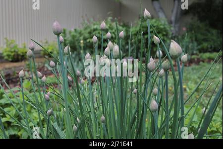 Üppiger Schnittlauch mit violetten Knospen im Garten. Knospe lila Schnittlauch Pflanze im Frühlingsgarten. Perfekte gesunde Kräuterblüten. Stockfoto