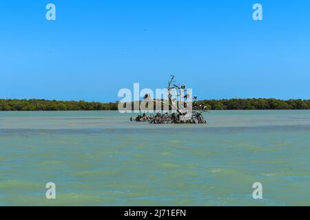 Eine tolle Landschaft mit einer großen Vielfalt an Vögeln in der Lagune Isla Aguada in Mexiko Stockfoto