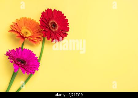 Gerberastrauss auf gelbem Hintergrund Draufsicht Flat Lay Holiday Grußkarte Happy Moter's day, 8. März, Valentinstag, Osterkonzept Copy spc Stockfoto