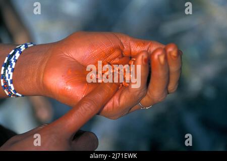 Hand eines indianers, der Bixa orellana Samen, auch bekannt als Achiote, Urucu, Urucum oder Anatto, hält, verwendet, um rotes Pigment im brasilianischen Amazonas zu machen. Stockfoto