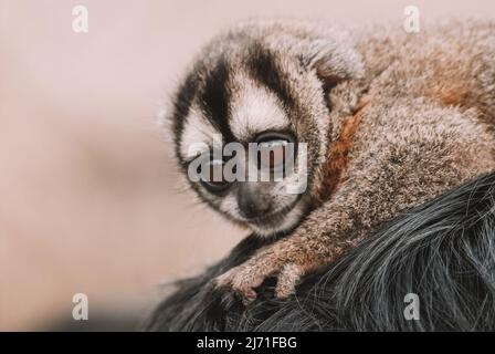 Exemplar eines Nachtaffen, auch bekannt als Eulenaffe oder Douroucoulis, nachtaktiver New World-Affe mit großen Augen der Gattung Aotus der Familie Aotidae Stockfoto