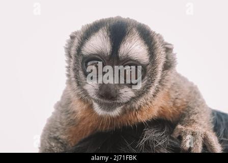 Exemplar eines Nachtaffen, auch bekannt als Eulenaffe oder Douroucoulis, nachtaktiver New World-Affe mit großen Augen der Gattung Aotus der Familie Aotidae Stockfoto