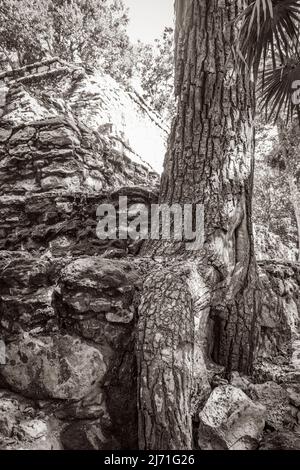 Altes Schwarz-Weiß-Bild von Baumwurzeln wächst durch Steine an der alten Maya-Stätte mit Tempelruinen Pyramiden und Artefakten in der tropischen Natur Stockfoto