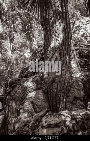 Altes Schwarz-Weiß-Bild von Baumwurzeln wächst durch Steine an der alten Maya-Stätte mit Tempelruinen Pyramiden und Artefakten in der tropischen Natur Stockfoto