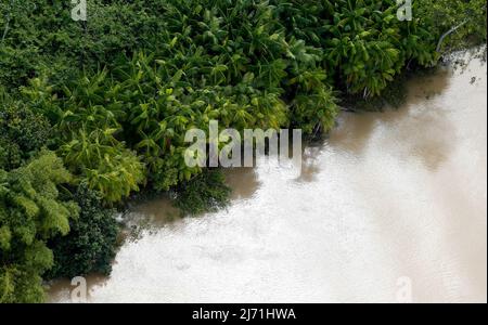 Luftaufnahme einer Mangrove im Amazonas in Brasilien. Stockfoto