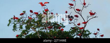 Schwarm von Guarás oder scharlachroten Ibis-Vögeln, die auf einem Baum ruhen Stockfoto