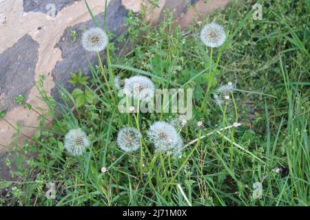 Dandelionssamen in Hochgras Stockfoto