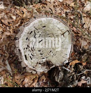 Bug Schäden Löcher in einem alten Sassafras Baumstumpf Stockfoto