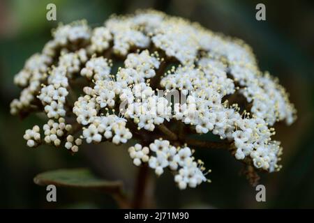 Weiße Blüte des Viburnum rhytidophyllum oder des Lederblattes Viburnum vor einem beruhigenden, weichen dunkelgrünen, unscharfen Hintergrund Stockfoto