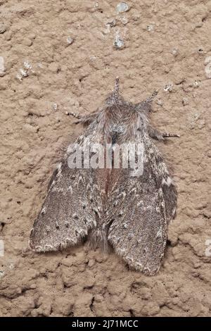 Weibliches Exemplar der Hummermotte bei der Ruhe auf der Wand, Stauropus fagi, Notodontidae Stockfoto