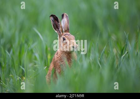 Vorderansicht eines wilden europäischen Braunhasen (Lepus europaeus) in Alarmbereitschaft mit aufgestanzten Ohren, sitzend im langen Gras, auf dem Land Großbritanniens. Stockfoto