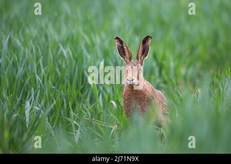 Vorderansicht eines wilden europäischen Braunhasen (Lepus europaeus) in Alarmbereitschaft mit Ohren, die im langen Gras der britischen Landschaft aufgestrichen sind. Stockfoto