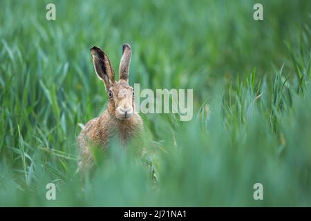 Vorderansicht eines wilden europäischen Braunhasen (Lepus europaeus) in Alarmbereitschaft mit Ohren, die im langen Gras aufgestrichen sind. Stockfoto