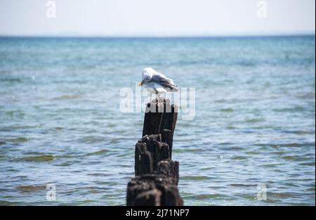 05. Mai 2022, Schleswig-Holstein, Lensterstrand: Eine Möwe, die ihre Federn auf dem Wasser der Ostsee aufreibt. Foto: Daniel Bockwoldt/dpa Stockfoto
