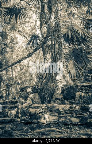 Altes Schwarz-Weiß-Bild von Baumwurzeln wächst durch Steine an der alten Maya-Stätte mit Tempelruinen Pyramiden und Artefakten in der tropischen Natur Stockfoto