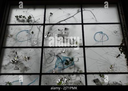 Baumzweige hinter zertrümmerten Fensterscheiben im verlassenen Innenraum. Gebrochener Glashintergrund. Stockfoto