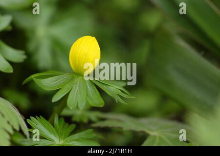 Winterling (Eranthis hyemalis), geschlossene Bluete, Wilden, Nordrhein-Westfalen, Deutschland Stockfoto