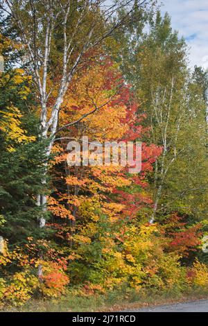 Indian Summer, Herbstfarben im Parc de Grands Jardins, Kanada Stockfoto