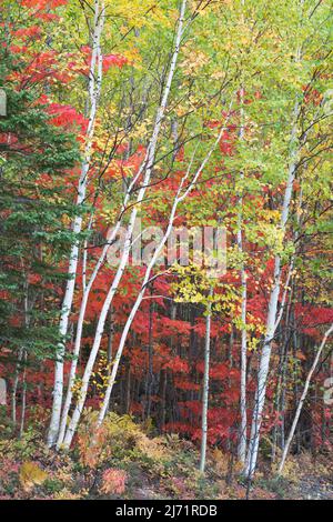 Indian Summer, Herbstfarben im Parc de Grands Jardins, Kanada Stockfoto