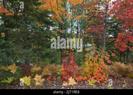 Indian Summer, Herbstfarben im Parc de Grands Jardins, Kanada Stockfoto