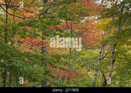 Indian Summer, Herbstfarben im Parc de Grands Jardins, Kanada Stockfoto