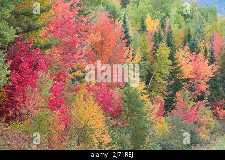 Indian Summer, Herbstfarben im Parc de Grands Jardins, Kanada Stockfoto