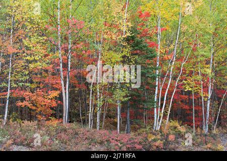 Indian Summer, Herbstfarben im Parc de Grands Jardins, Kanada Stockfoto