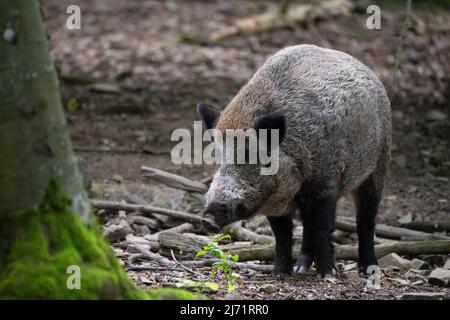 Wildschwein (Sus scrofa), auf Nahrungssuche im Buchenwald, Nationalpark Kellerwald-Edersee, Deutschland Stockfoto