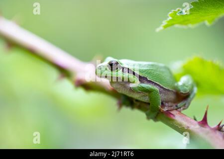 Europäischer Laubfrosch (Hyla arborea), sitzt auf Brombeere, Velbert, Deutschland Stockfoto