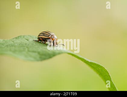 Kartoffelkaefer (Leptinotarsa decemlineata), KAEFER auf Blatt, Velbert, Deutschland Stockfoto