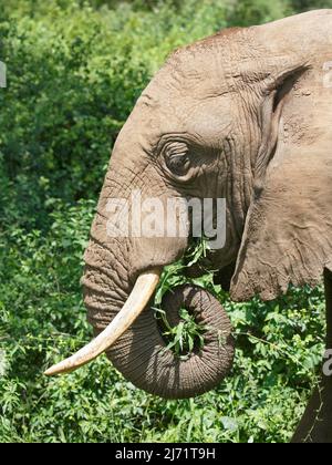 Nahaufnahme eines afrikanischen Elefanten (Loxodonta africana), der mit seinem Stamm Laub in seinen Mund schiebt Stockfoto