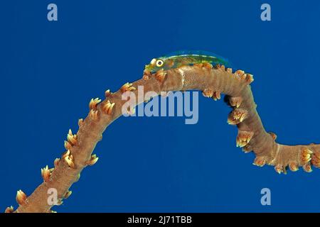 Peitschenkorallen-Zwerggrundel (Bryaninops yongei) liegt auf Peitschenkoralle (Juncella), Rotes Meer, Aqaba, Jordanien Stockfoto