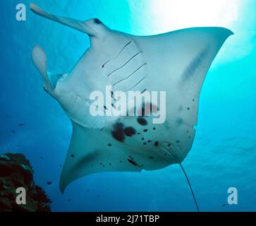 Manta (Manta birostris), Pazifik, Karolineninseln, Yap, Mikronesien Stockfoto