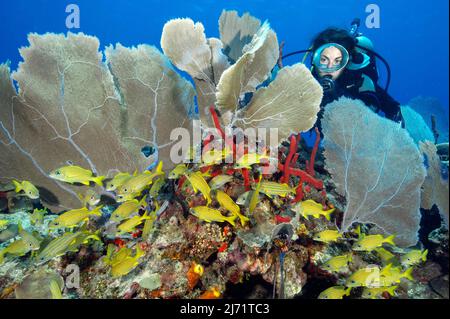 Taucherin betrachtet Venus Seefecher, Fecherkoralle (Gorgonia flabellum), Hornkoralle, im Vordergrund Schwarm von Franzoesischer Grunzer (Haemulon Stockfoto