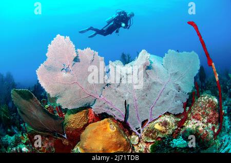 Taucherin betrachtet Venus Seefecher, Fecherkoralle (Gorgonia flabellum), Hornkoralle, Karibik, Dominikanische Republik Stockfoto