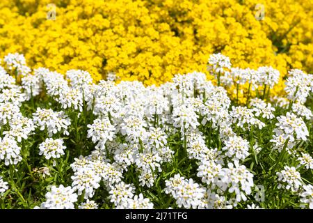 Schleifenblume (Alyssum montanum) (Iberis), weissbluehend, und Bergsteinkraut, gelbbluehend, Sachsen, Deutschland Stockfoto