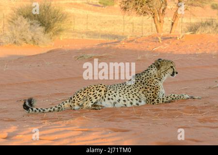 Gepard (Acinonyx jubatus) in der Sanddünensavanne der Kalahari-Wüste, Hardap-Region, Namibia, Südwestafrika Stockfoto