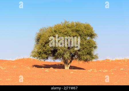 Landschaftsansicht eines isolierten Baumes in den roten Sanddünen der Kalahari-Wüste mit klarem blauen Himmel, Hardap-Region, Namibia, Südwestafrika Stockfoto