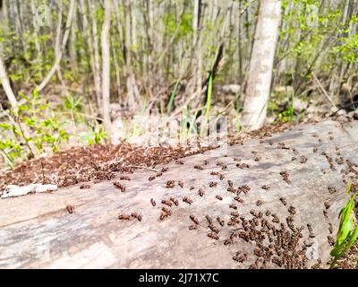 Ameisen auf Holzbalken im Wald an sonnigen Sommertagen Stockfoto