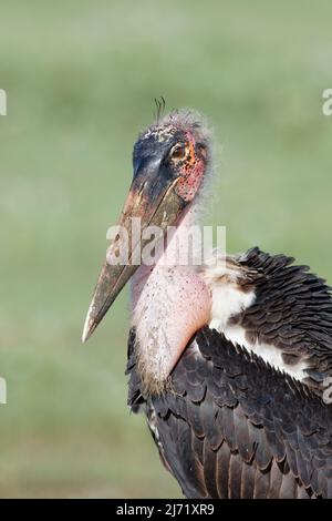 Porträt eines Marabou-Storchs (Leptoptilos crumenifer) in Tansania Stockfoto