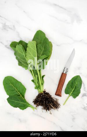 Spinatpflanze sehr nahrhaft mit lockeren Blättern und Messer. Gesunde Lebensmittel in Antioxidantien, Flavonoide, Polyphenole, Vitamine, Mineralien für das Immunsystem Stockfoto