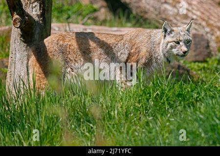 Luchs, Europäischer Luchs (Lynx Lynx) geht auf eine Wiese, Captive Stockfoto