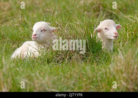 Waldschaf (Landschafrasse) Lämmer auf einer Weide, Deutschland Stockfoto